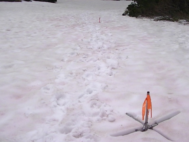 雪渓歩き